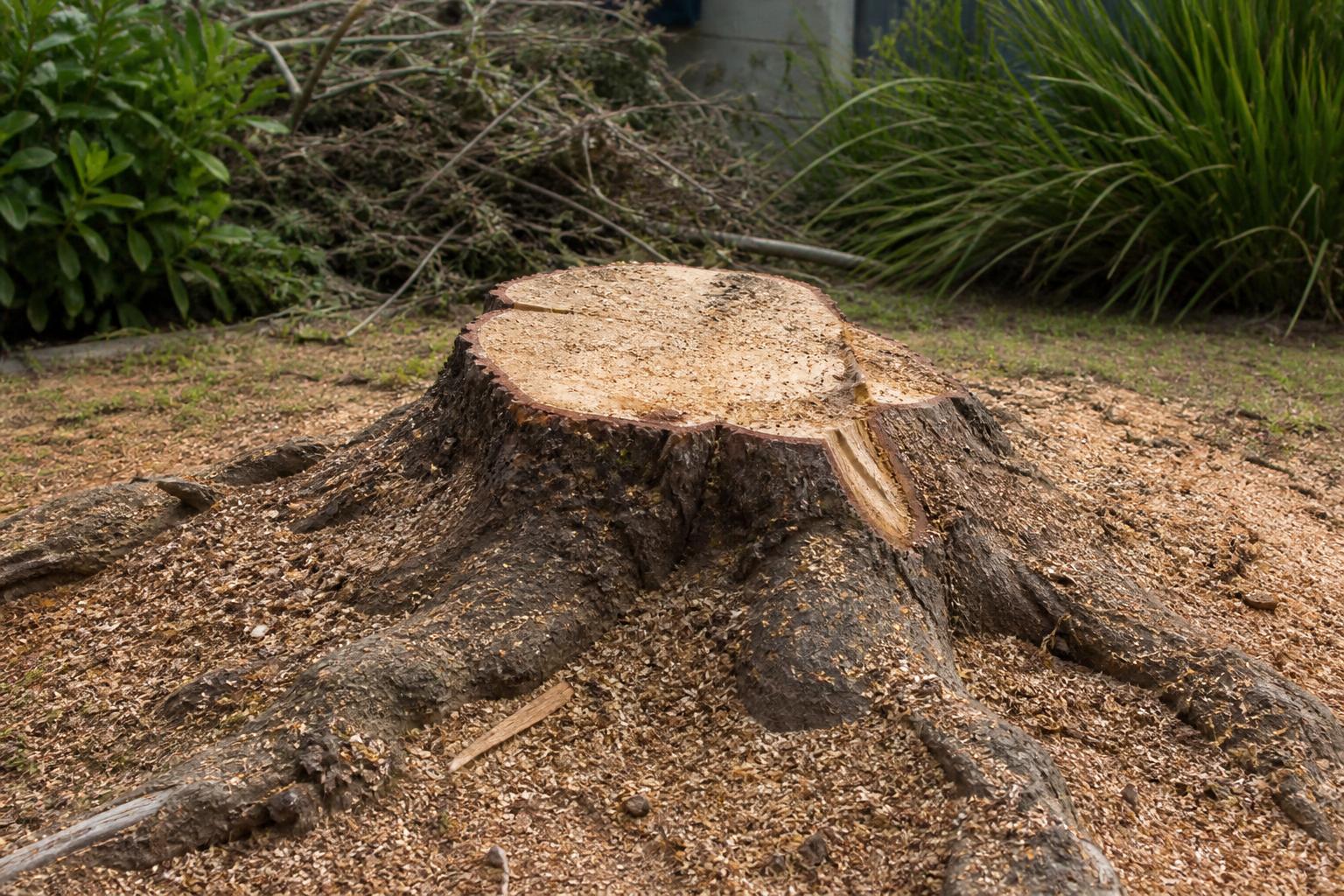 Power-Tree-Fellers-Expands-Specialized-Stump-Removal-Services-in-Centurion-as-Property-Owners-Prioritise-Safety-and-Site-Readiness.jpg