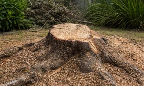 Power-Tree-Fellers-Expands-Specialized-Stump-Removal-Services-in-Centurion-as-Property-Owners-Prioritise-Safety-and-Site-Readiness.jpg
